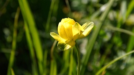 Trollblume