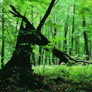 Nationalpark Hainich