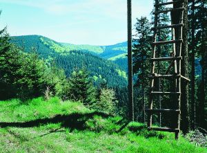Landschaft im Th�ringer Wald