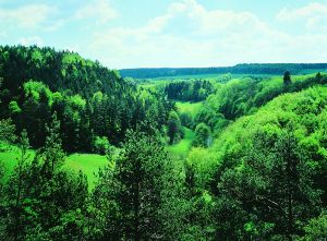 Landschaft im Th�ringer Wald